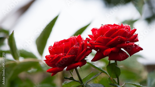 Fototapeta Naklejka Na Ścianę i Meble -  Red rose flower background. Red roses on a bush in the garden, close-up. Red rose flower with water drops after rain or morning dew. Red Rose, magic, Plant care, landscaping, holiday gift for a girl