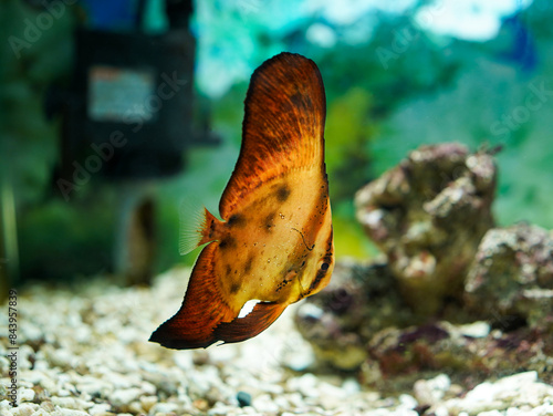 Orbicular batfish also known as the cooper batfish, circular batfish, round batfish, narrow-banded batfish or Orbic batfish (Platax orbicularis ) with blur rock background in aquarium tank. Side view. photo