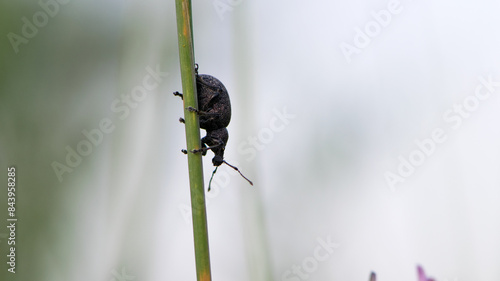 Curculionidae. Black vine weevil, Otiorhynchus sulcatus. Tribe Otiorhynchini. Subfamily Broad-nosed Weevils, Entiminae. pest in the garden, insect in nature. Family Curculionidae. Spring garden. photo