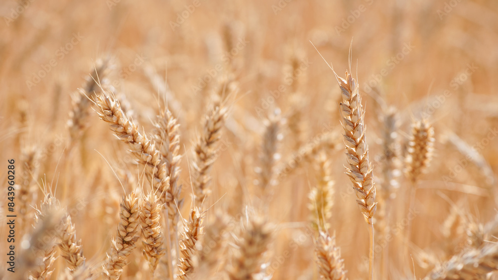 golden spikelets of wheat in the field close up. Ripe large golden ears of wheat against the yellow background of the field. Close-up, nature. The idea of a rich summer harvest, farming golden spikelets of wheat in the field close up. Ripe large golden ears of wheat against the yellow background of the field. Close-up, nature. The idea of a rich summer harvest, farming