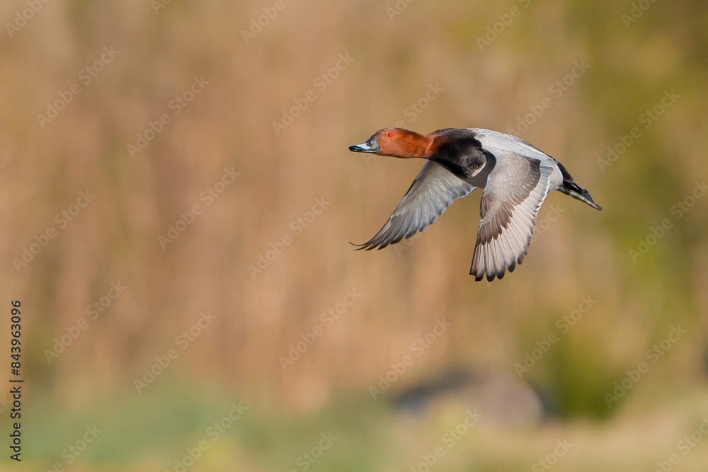 Obraz premium Common pochard, Mid-sized diving duck. Male distinctive, with dark rusty head, pale gray body contrasting with black breast, and broad pale bluish band on bill.