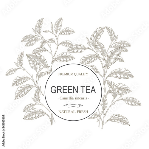 Tea background. Hand drawn Camellia sinensis plant. Tea branches with leaves. Vector illustration. Round frame.