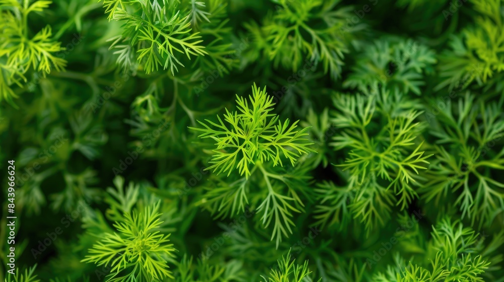 Close up image of densely planted dill leaves in a garden bed