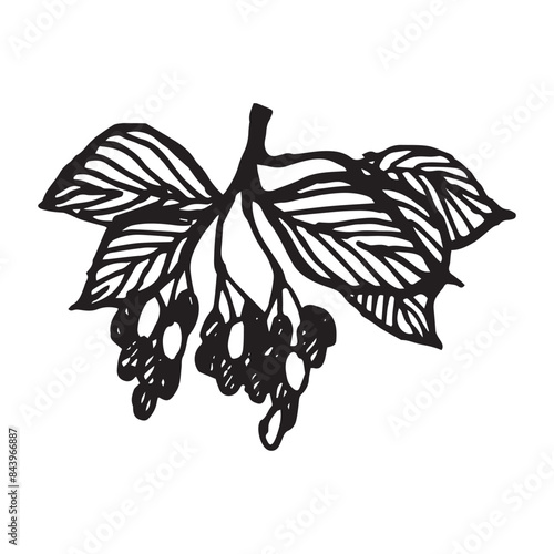 Dogwood Berries, Cornus Fruit hand drawn vector illustration on isolated white background