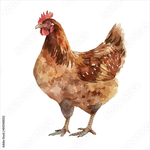 a chicken with a red comb on its head