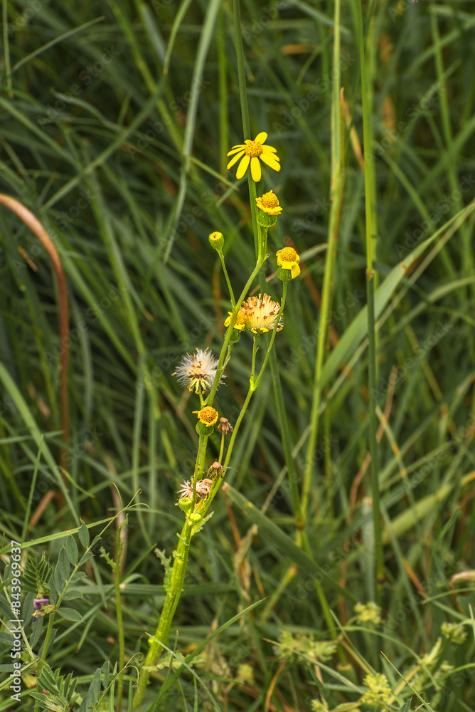 Senecio vernalis, eastern groundsel. Wildflowers Senecio vernalis, eastern groundsel. Wildflowers
