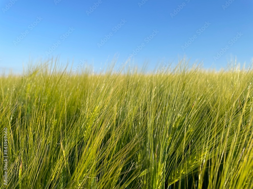 green wheat field in summer green wheat field in summer