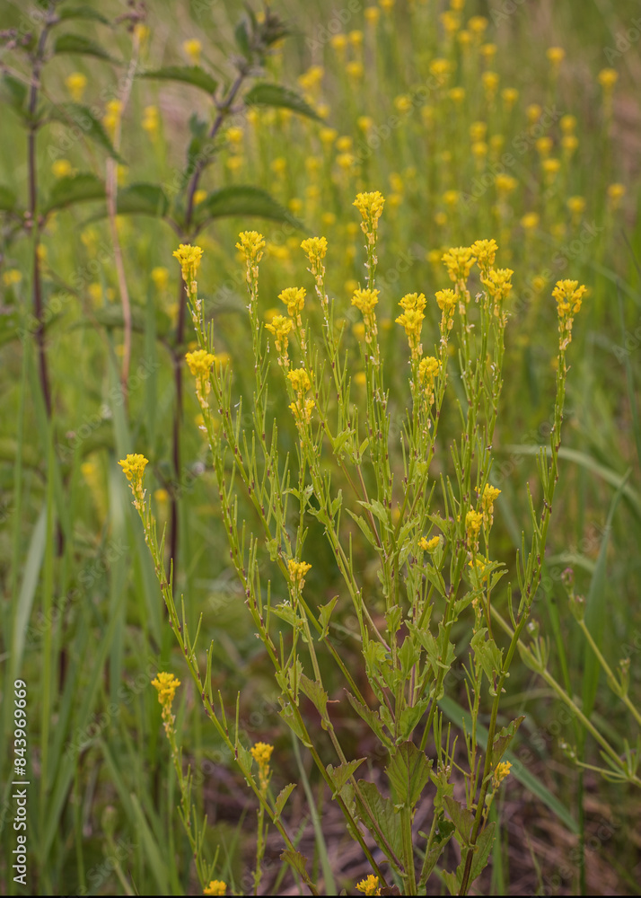 Wallflower Erysimum hieraciifolius. Poisonous wildflower Wallflower Erysimum hieraciifolius. Poisonous wildflower