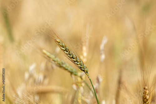 Ripe ears of wheat. Full ears of wheat in the field