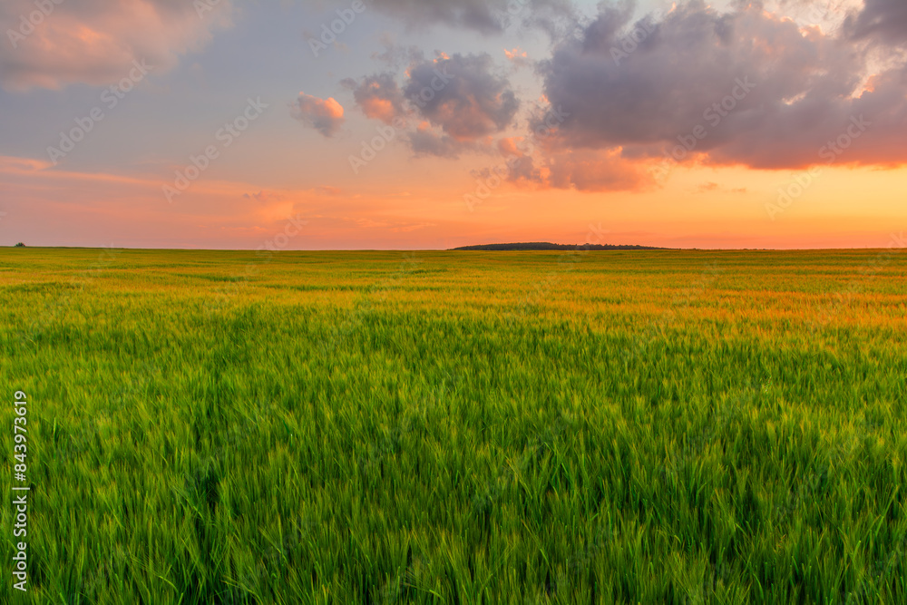 Picturesque sunset over a green barley field with young ears of corn Picturesque sunset over a green barley field with young ears of corn