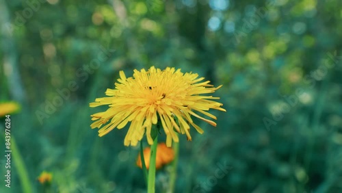 Clearing Of Bright Yellow Flowers In A Green Meadow. Green Grass And Blooming Dandelions In Spring. photo