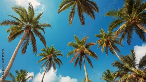 Wallpaper Mural palm sunday concept leaves frame of coconut branches with cloudy blue sky background. Coconut palm trees with blue sky background. Vintage toned Torontodigital.ca