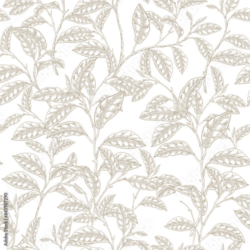 Green tea plant seamless pattern. Vector illustration hand drawn. Camellia sinensis leaves on white background.