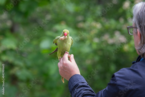 Rose-ringed parakeet, Psittacula krameri manillensis, also known as ring-necked parakeet, on a tree branch in London being fed, UK photo