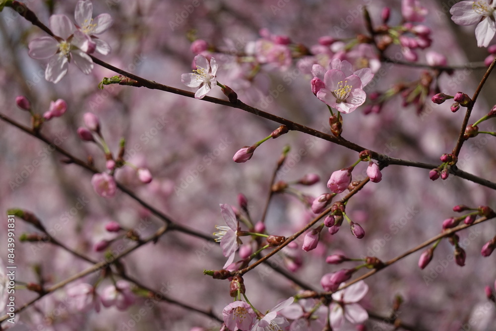 Pattern - Pink blossoms, flowers of the Japanese cherry or Sakura, in the sunshine in the spring - 2 - Vilnius, April 2024 Pattern - Pink blossoms, flowers of the Japanese cherry or Sakura, in the sunshine in the spring - 2 - Vilnius, April 2024