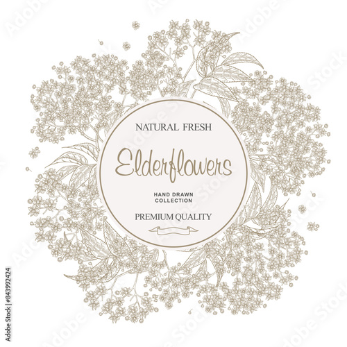 EBeautiful Elderflower branches round frame. Sambucus, Elderberry black plant flowers and leaves. Vector illustration hand drawn.