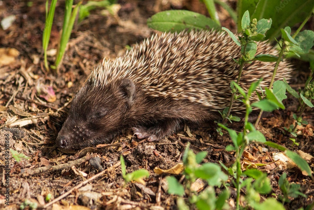 Fototapeta premium Tiny sick hedgehog on the walkway