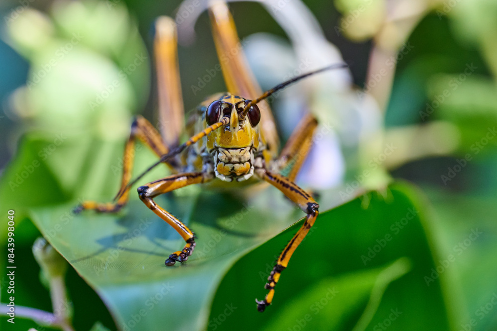 Fototapeta premium Lubbar Grasshopper on a leaf