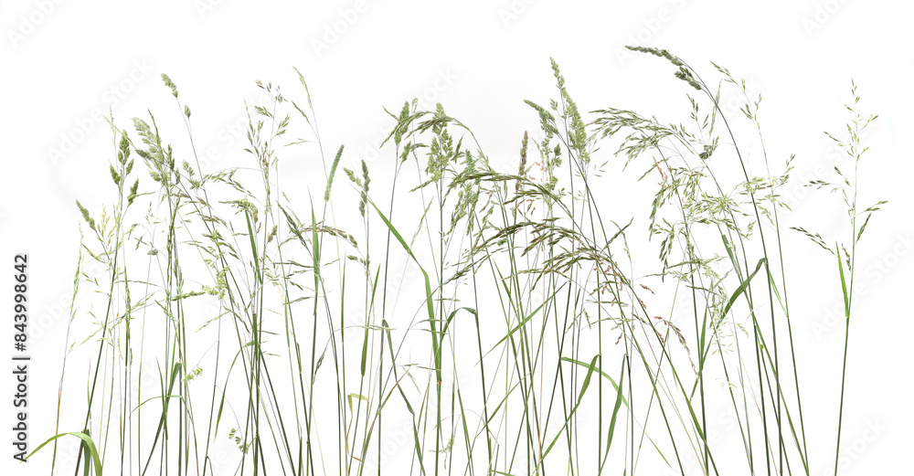 Bent grasses spikelet flowers wild meadow plants isolated on white background. Abstract fresh wild grass flowers, herbs. Bent grasses spikelet flowers wild meadow plants isolated on white background. Abstract fresh wild grass flowers, herbs.