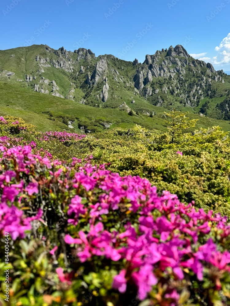 rhododendron flowers in the Carpathian mountains rhododendron flowers in the Carpathian mountains