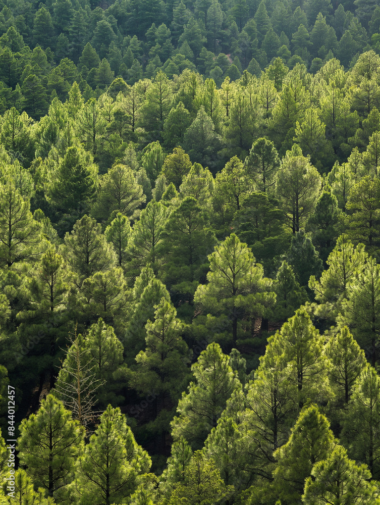A forest of pine trees,High-Angle View A forest of pine trees,High-Angle View