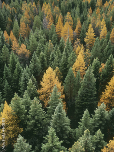 A forest of pine trees,High-Angle View