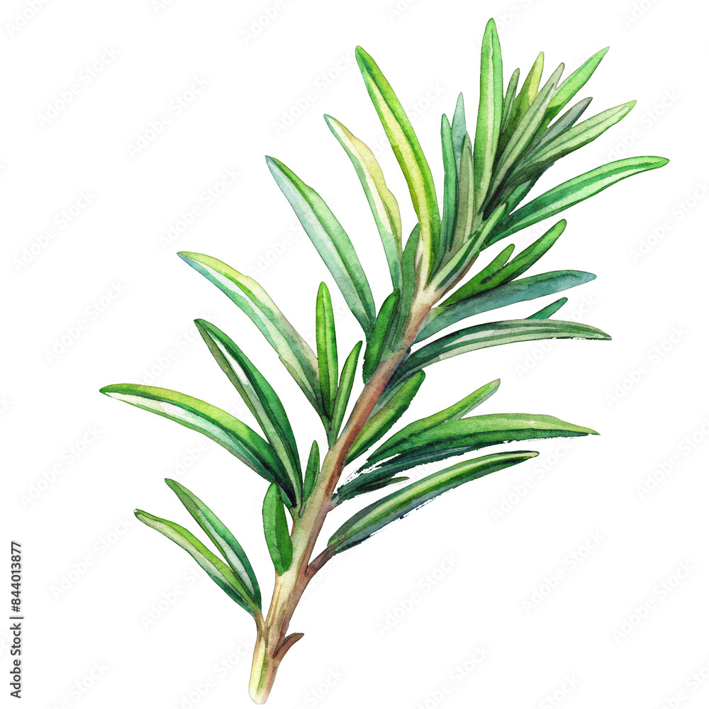 Fototapeta premium Rosemary herb isolated illustration.