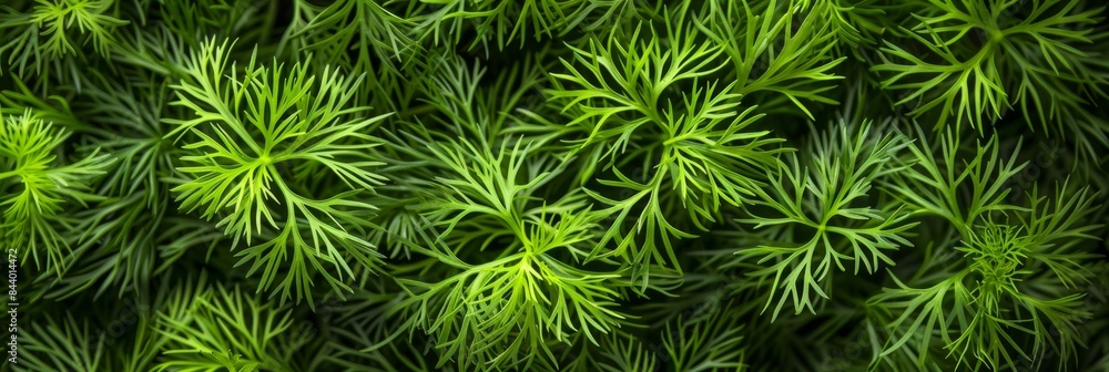 Dill sprig texture background, fresh fennel twigs pattern, raw herb plant bunch banner, fragrant dill leaves Dill sprig texture background, fresh fennel twigs pattern, raw herb plant bunch banner, fragrant dill leaves