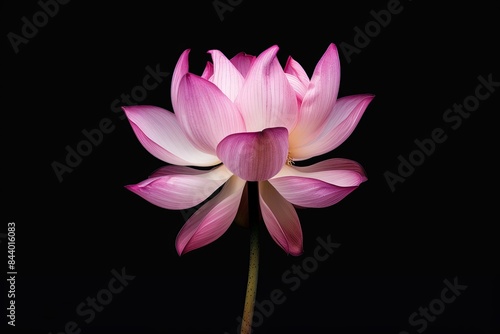 Flower Photography, Nelumbo nucifera Mangkala Ubol, Isolated on Black Background photo