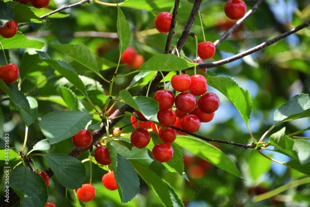 Cherries hanging on the branches of a cherry tree at harvest, ready to be picked Cherries hanging on the branches of a cherry tree at harvest, ready to be picked