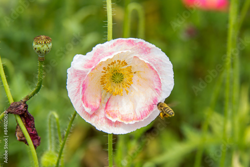 Delicate Pink and White Poppy with a Bee