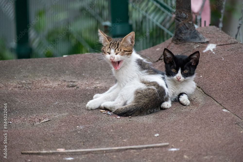yawning kitten and his brother tiny baby cat yawning kitten and his brother tiny baby cat