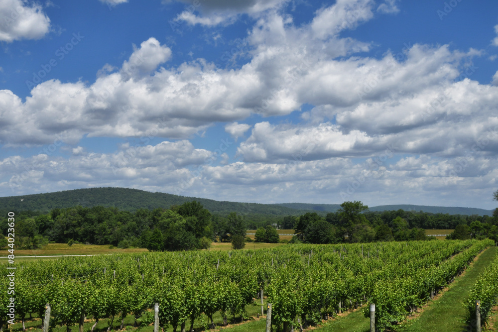 Rows of grapevines in a vineyard with mountains in the background, Virginia Rows of grapevines in a vineyard with mountains in the background, Virginia