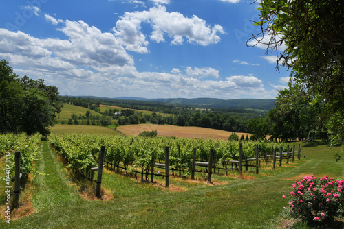 Rows of grapevines in a vineyard with mountains in the background, Virginia