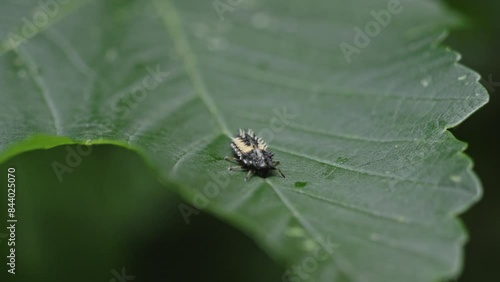 Stacheliges Insekt auf einem grünen Blatt photo