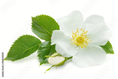 flower Photography, Cherokee Rose, copy space on right, Isolated on white Background