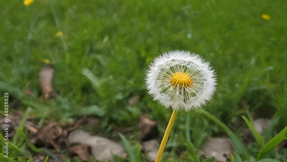 Lonely fluffy Dandelion in Spring on blurred green background Lonely fluffy Dandelion in Spring on blurred green background