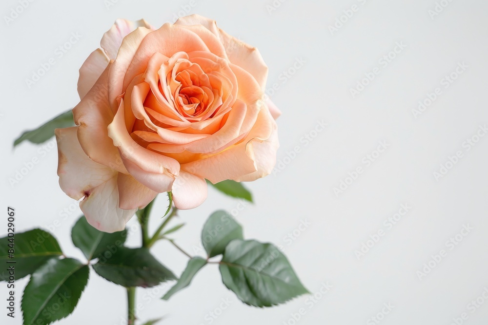 flower Photography, Hybrid tea rose, copy space on right, Isolated on white Background flower Photography, Hybrid tea rose, copy space on right, Isolated on white Background