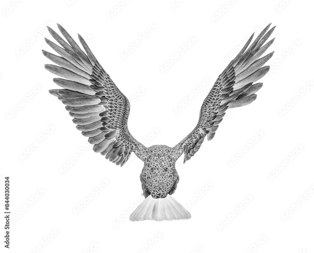 Obraz premium american bald eagle is attacking in white background rear view