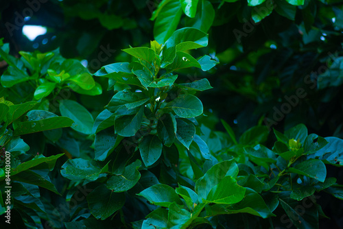 Green Leaves of an avocado tree at twilight