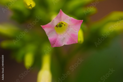 Macro shot of a flower in the morning sun with pink and white petals