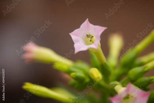 Macro photo of flowers in the morning sun with pink and white petals