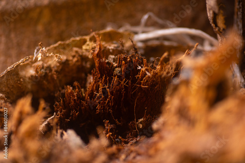 rot forming in the trunk of a papaya tree wet texture