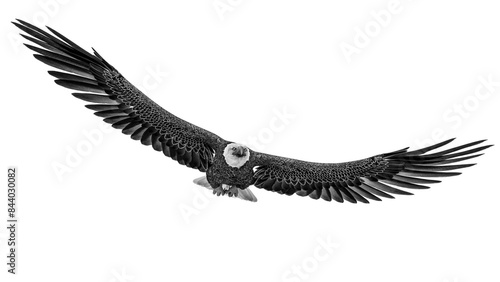 american bald eagle is floating in white background bottom front view © DM7