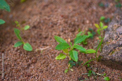 Sprouting plant growing from the ground after a healing rain