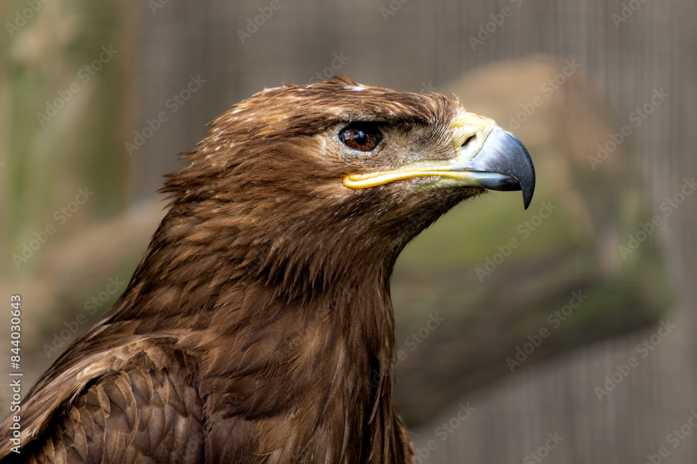 Steppe eagle, symbol of freedom, bird of prey Steppe eagle, symbol of freedom, bird of prey