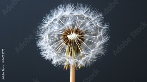 Close-up of a dandelion clock against a dark background. The dandelion is in focus, with its seeds and stem clearly visible. photo