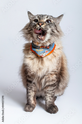 Retrato de gato