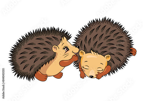 Two cute hedgehogs isolated on white