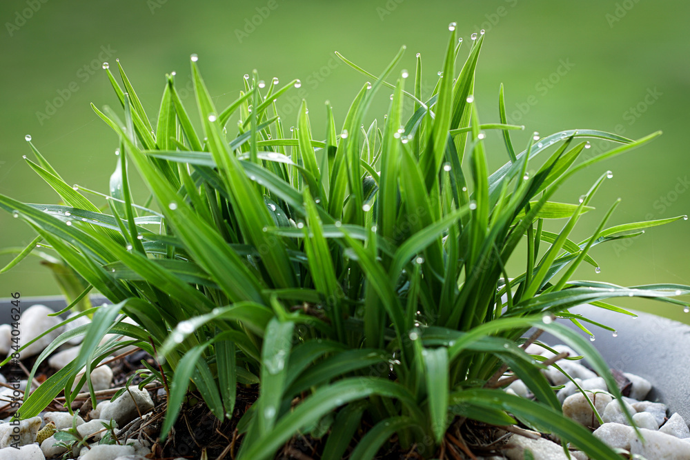 Morning Dew Morning Dew